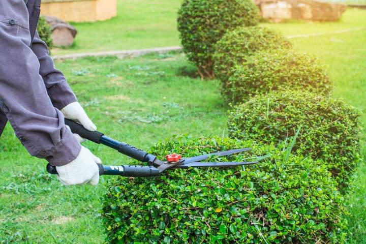 Entretien de jardin à Champagne-sur-Seine