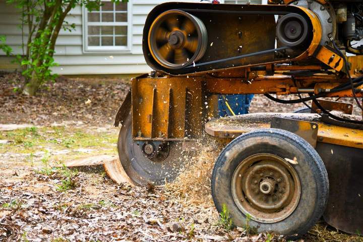 Des professionnels du dessouchage des arbres à Champagne-sur-Seine